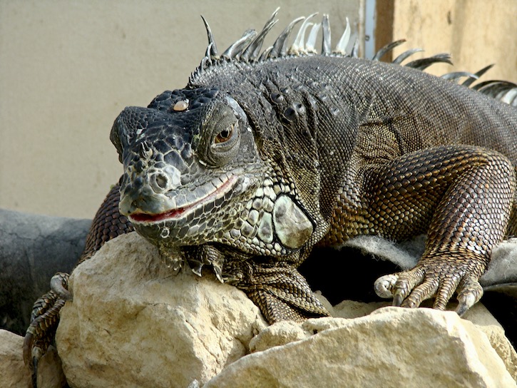 green iguana